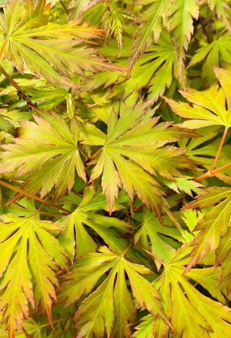 Клен веерный Оранж Лейс